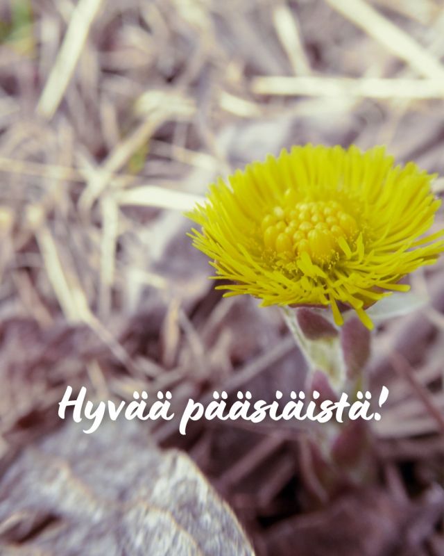 🌼Hyvää ja rauhallista pääsiäistä!

Kuva: LO/Toholampi

 #pääsiäinen #leskenlehti #toholamminkunta #toholampi #luonnollinenkotilaakso